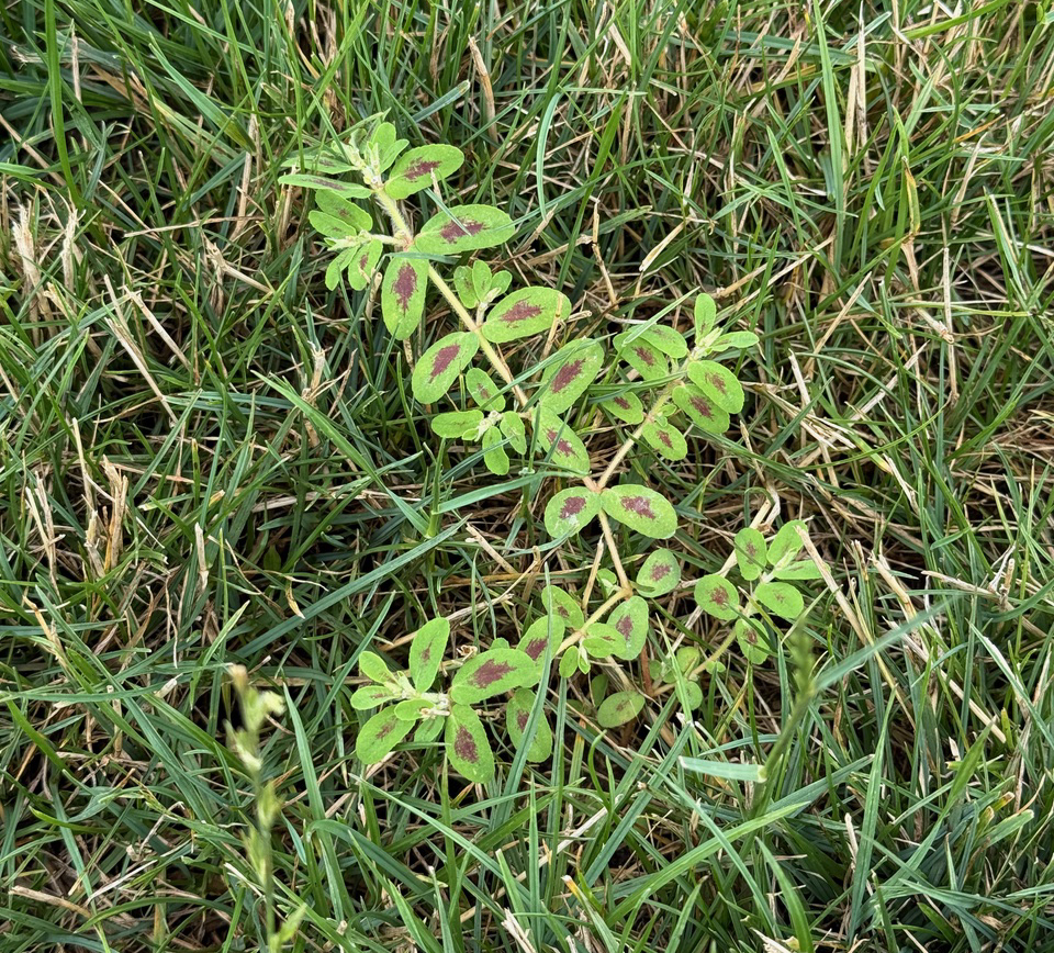 A patch of prostrate spurge growing in a lawn, with its small green leaves marked by reddish-purple spots, spreading flat across the surrounding turfgrass.